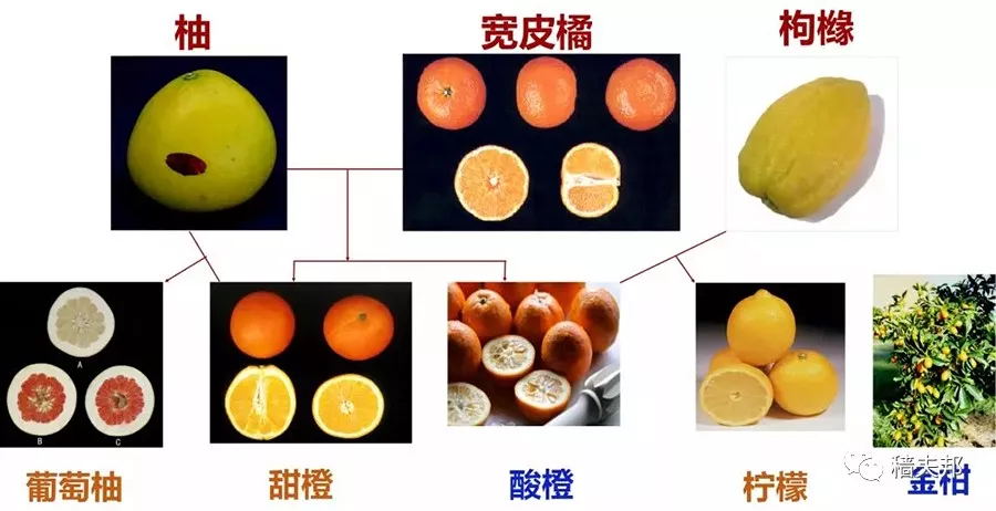 五张图告诉你柑橘的出生和种类,这点常识你要知道!